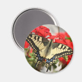 Anise Swallowtail Magnet (Voorkant / Achterkant)