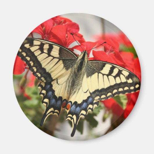 Anise Swallowtail Magnet (Voorkant)