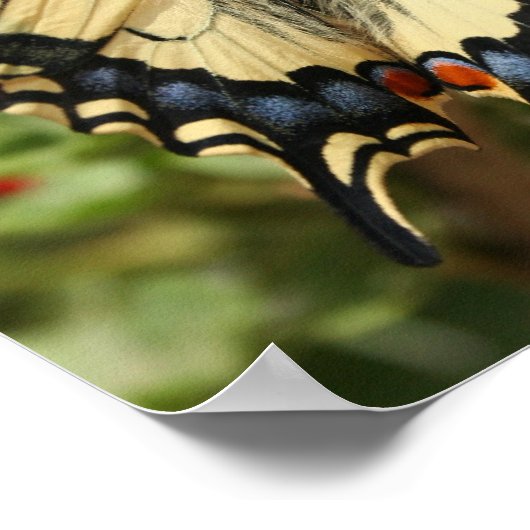 Anise Swallowtail Poster Print (Hoek)