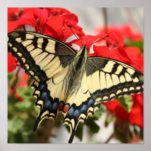 Anise Swallowtail Poster Print (Voorkant)