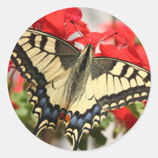 Anise Swallowtail Sticker (Voorkant)