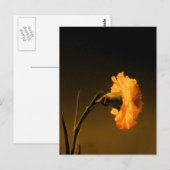 anjer 2 briefkaart (Voorkant / Achterkant)