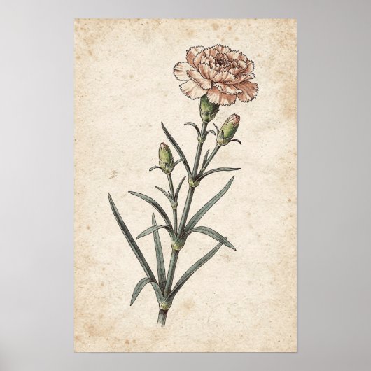 Anjer botanische print (Voorkant)