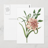 anjer briefkaart (Voorkant / Achterkant)