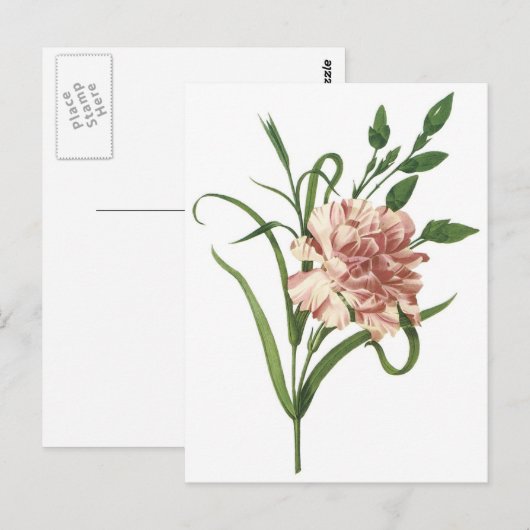 anjer briefkaart (Voorkant / Achterkant)