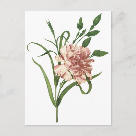 anjer briefkaart (Voorkant)