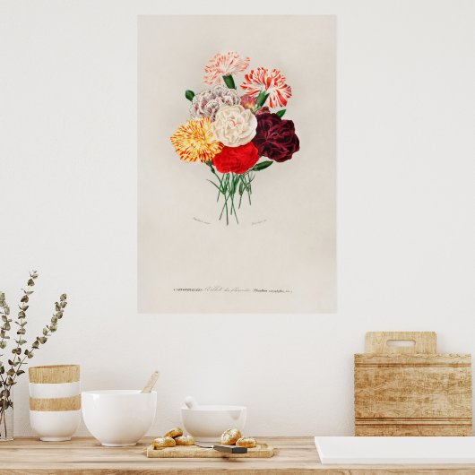 anjer (Dianthus caryophyllus) Poster (Keuken)