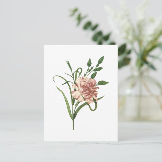 anjer (Dianthus caryophyllus) van Redouté Briefkaart (Staand voorkant)