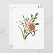 anjer (Dianthus caryophyllus) van Redouté Briefkaart (Voorkant / Achterkant)
