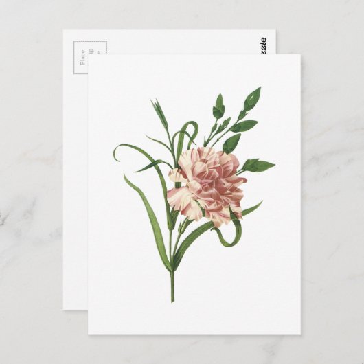anjer (Dianthus caryophyllus) van Redouté Briefkaart (Voorkant / Achterkant)