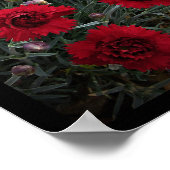 Anjer Dianthus in rode muur kunst door Stan VG Poster (Hoek)