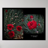 Anjer Dianthus in rode muur kunst door Stan VG Poster (Voorkant)