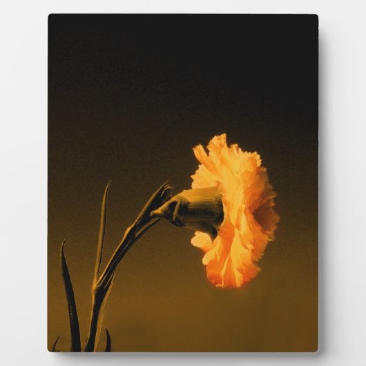 anjer fotoplaat (Voorkant)