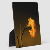 anjer fotoplaat (Zijkant)