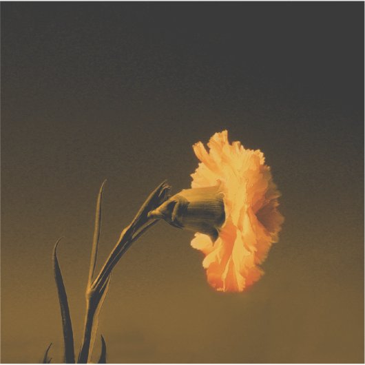 anjer schilderij sticker (Voorkant)