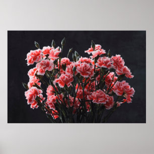 Anjerbloemen,  gekleurd, gekleurd poster