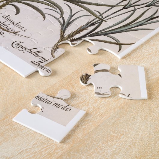 anjers: 1.Caryophyllus flore majore; 2. Caryop Legpuzzel (Zijkant)