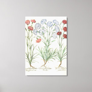 anjers: 1.Caryophyllus multiplex flore albo; 2 Canvas Afdruk