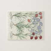 anjers: 1.Caryophyllus multiplex flore albo; 2 Legpuzzel (Horizontaal)