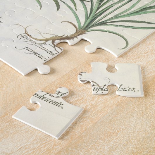 anjers: 1.Caryophyllus multiplex flore albo; 2 Legpuzzel (Zijkant)