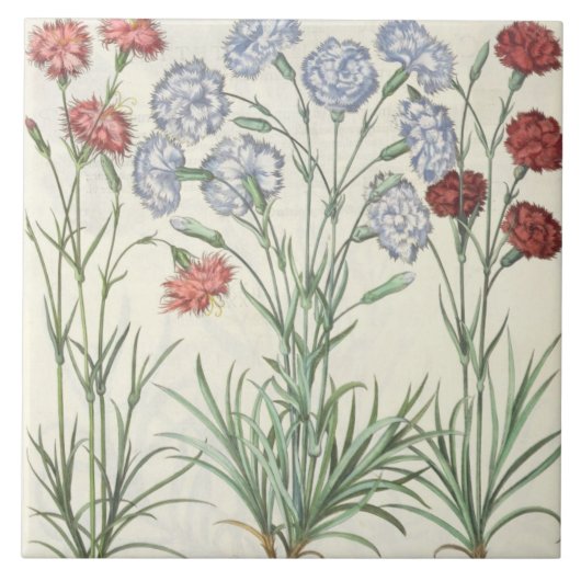 anjers: 1.Caryophyllus multiplex flore albo; 2 Tegeltje (Voorkant)