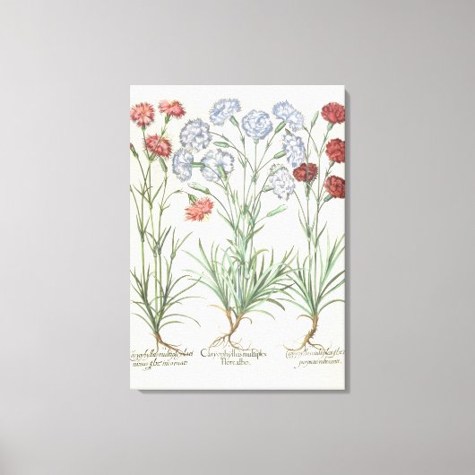 anjers: 1.Caryophyllus multiplex lore albo; 2 Canvas Afdruk (Voorkant)