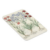 anjers: 1.Caryophyllus multiplex lore albo; 2 Magneet (Rechterzijde)