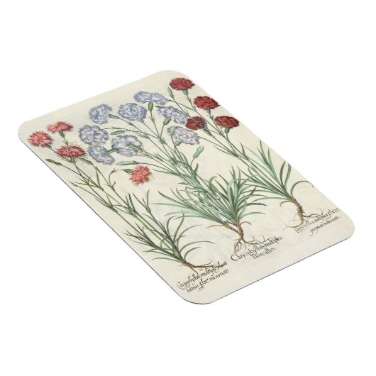 anjers: 1.Caryophyllus multiplex lore albo; 2 Magneet (Rechterzijde)