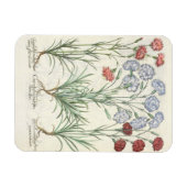 anjers: 1.Caryophyllus multiplex lore albo; 2 Magneet (Horizontaal)