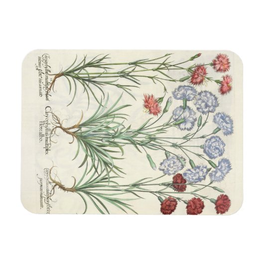 anjers: 1.Caryophyllus multiplex lore albo; 2 Magneet (Horizontaal)