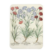 anjers: 1.Caryophyllus multiplex lore albo; 2 Magneet (Verticaal)