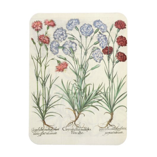 anjers: 1.Caryophyllus multiplex lore albo; 2 Magneet (Verticaal)