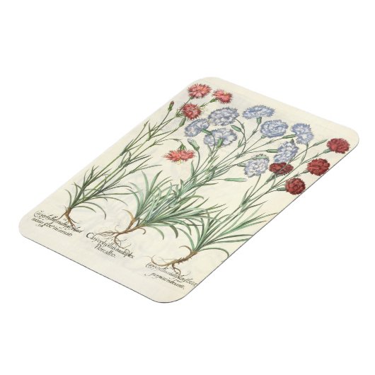 anjers: 1.Caryophyllus multiplex lore albo; 2 Magneet (Linkerzijde)