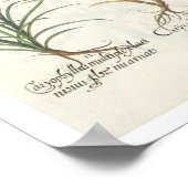 anjers: 1.Caryophyllus multiplex lore albo; 2 Poster (Hoek)