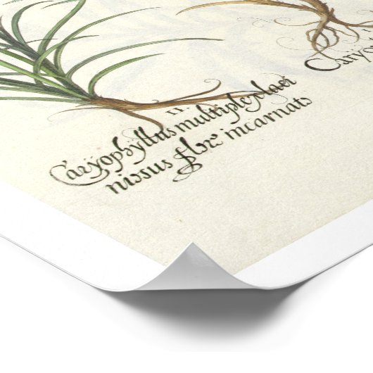 anjers: 1.Caryophyllus multiplex lore albo; 2 Poster (Hoek)