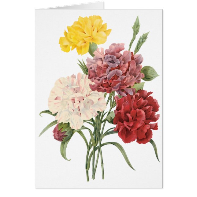  anjers Dianthus Garden Flowers Redoute (Voorkant)