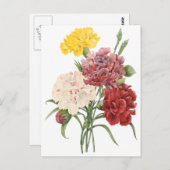  anjers Dianthus Garden Flowers Redoute Briefkaart (Voorkant / Achterkant)