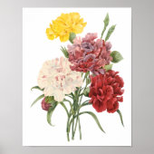 anjers Dianthus Garden Flowers Redoute Poster (Voorkant)