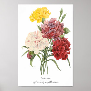  anjers Dianthus Garden Flowers Redoute Poster