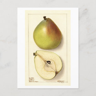 Anju Pear  Illustratie Briefkaart