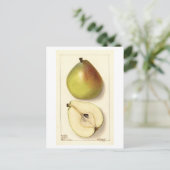 Anju Pear  Illustratie Briefkaart (Staand voorkant)