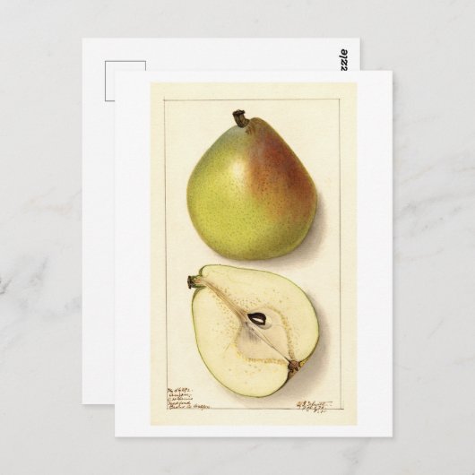 Anju Pear Illustratie Briefkaart (Voorkant / Achterkant)
