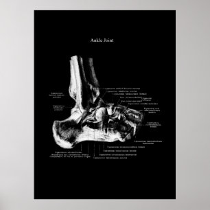 Ankle Anatomie Orthopedic Wall Decor Poster