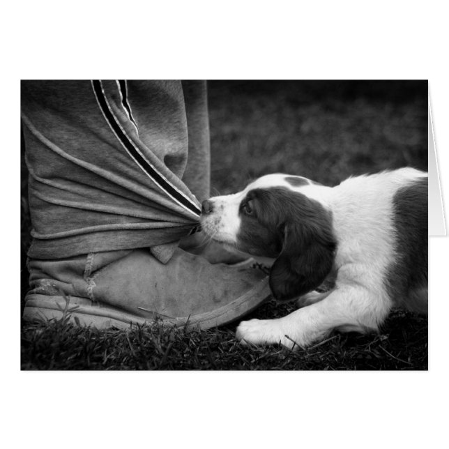 Ankle Biter (Voorkant Horizontaal)