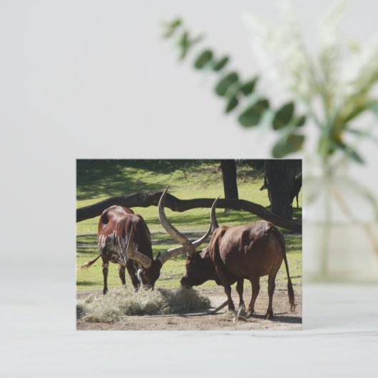 Ankole Cattle #2-2 Briefkaart (Staand voorkant)