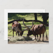 Ankole Cattle #2-2 Briefkaart (Voorkant / Achterkant)