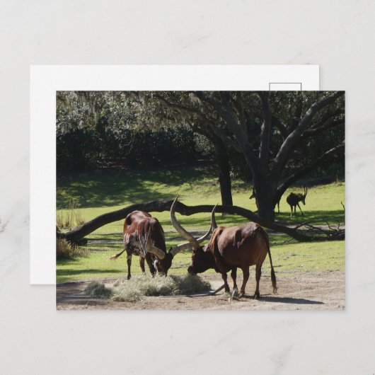 Ankole Cattle #2 Briefkaart (Voorkant / Achterkant)