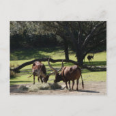 Ankole Cattle #2 Briefkaart (Voorkant)
