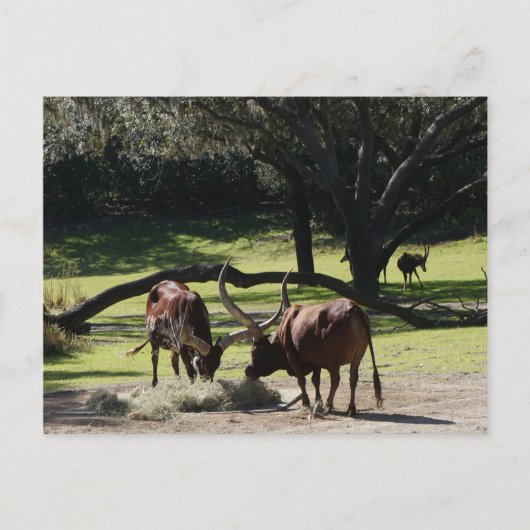 Ankole Cattle #2 Briefkaart (Voorkant)