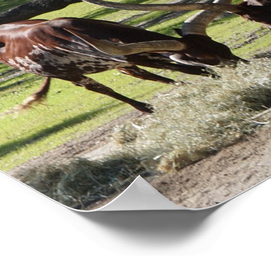 Ankole Cattle #2 Poster (Hoek)